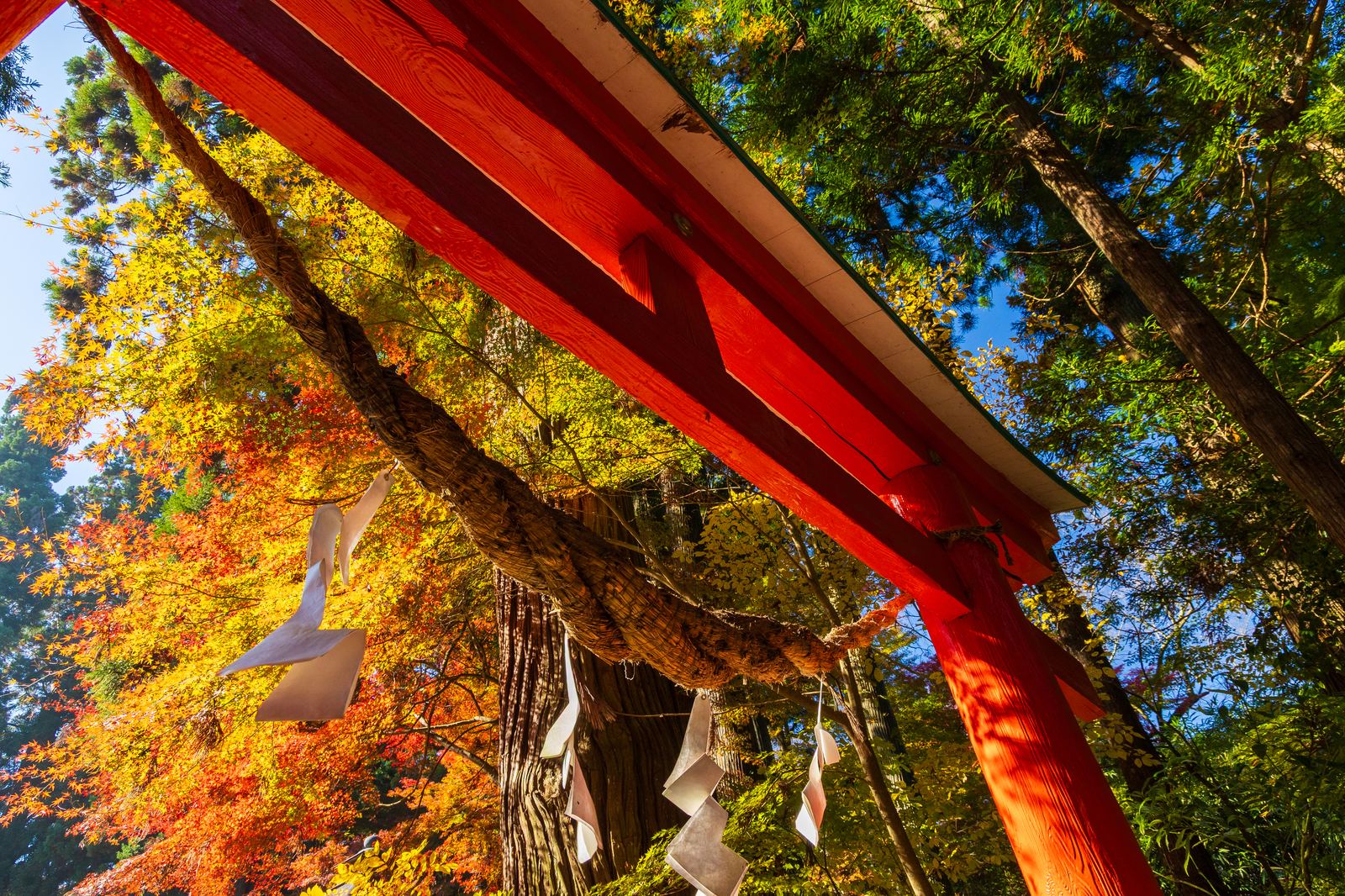 紅葉の中尊寺 白山神社の朱の社殿を見上げる