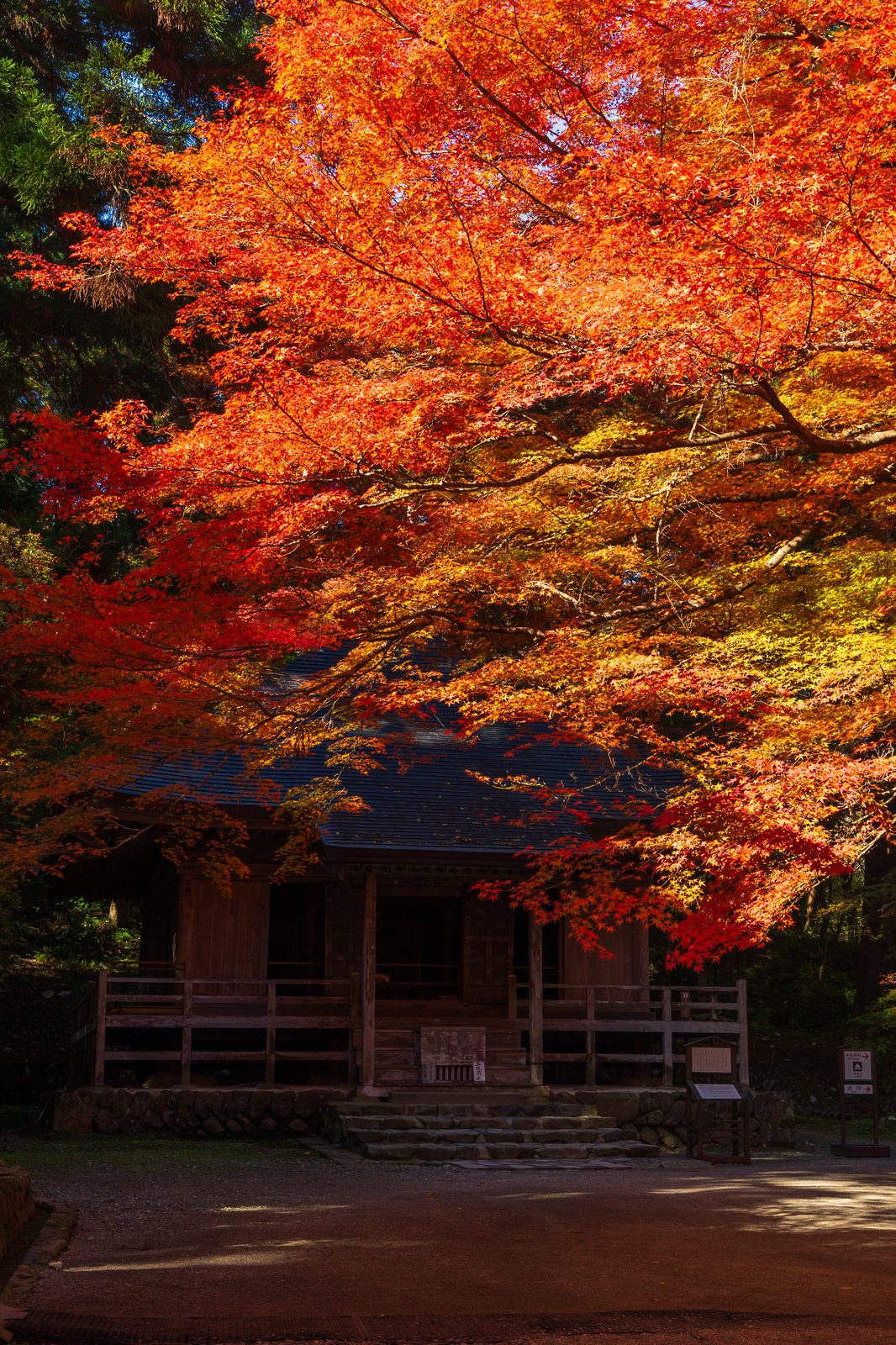 紅葉に囲まれた中尊寺 経蔵