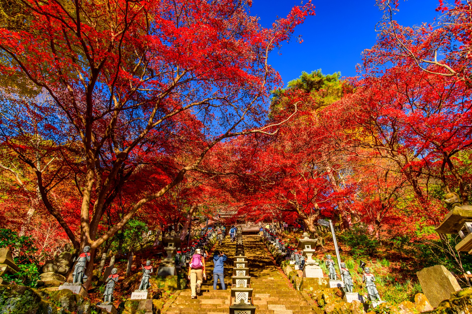 紅葉のトンネルの下、大山阿夫利神社下社の女坂の石段を上る登山客