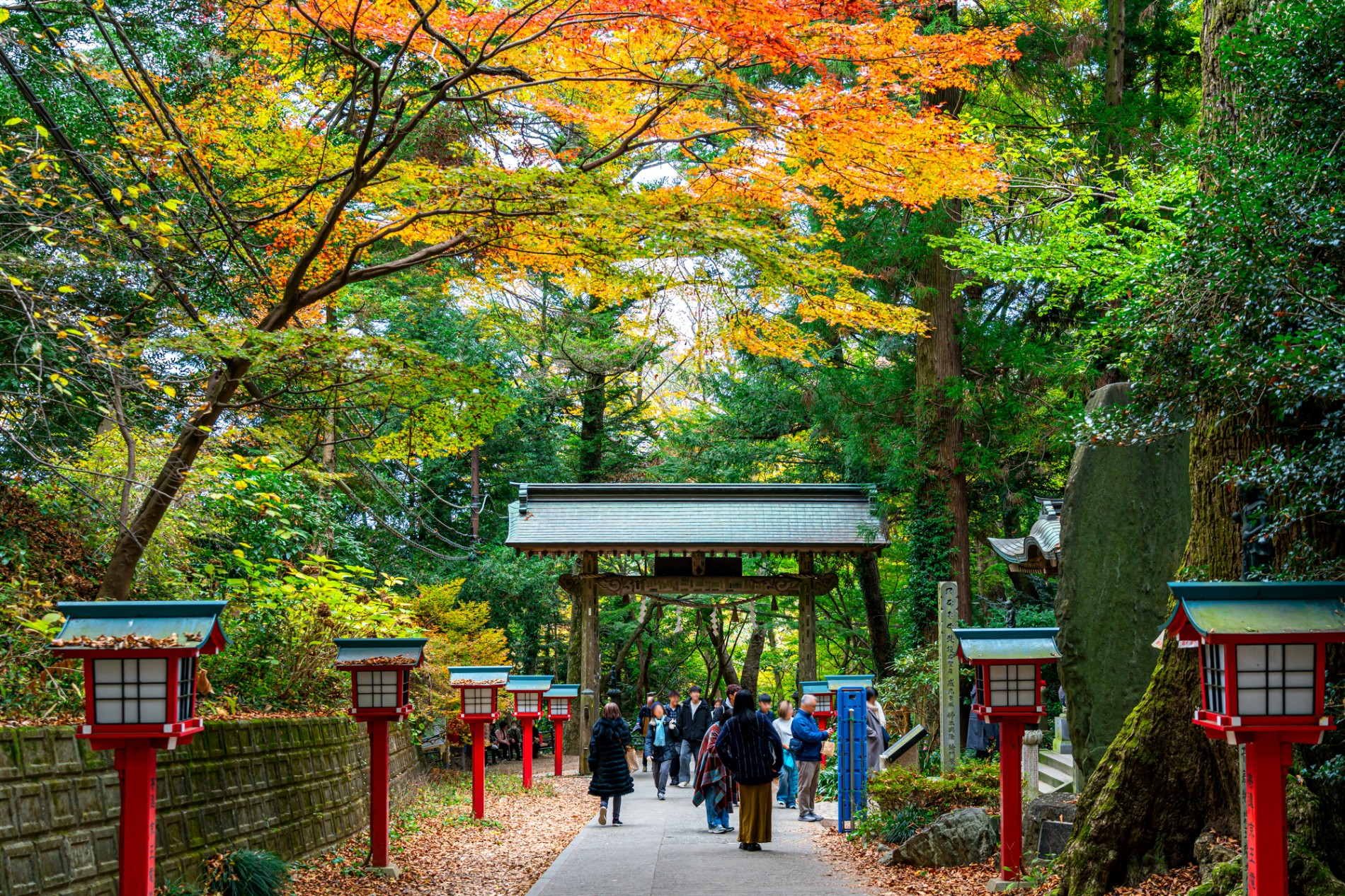 色づいた木々に囲まれた高尾山薬王院の参道と、鳥居へ向かう人たち